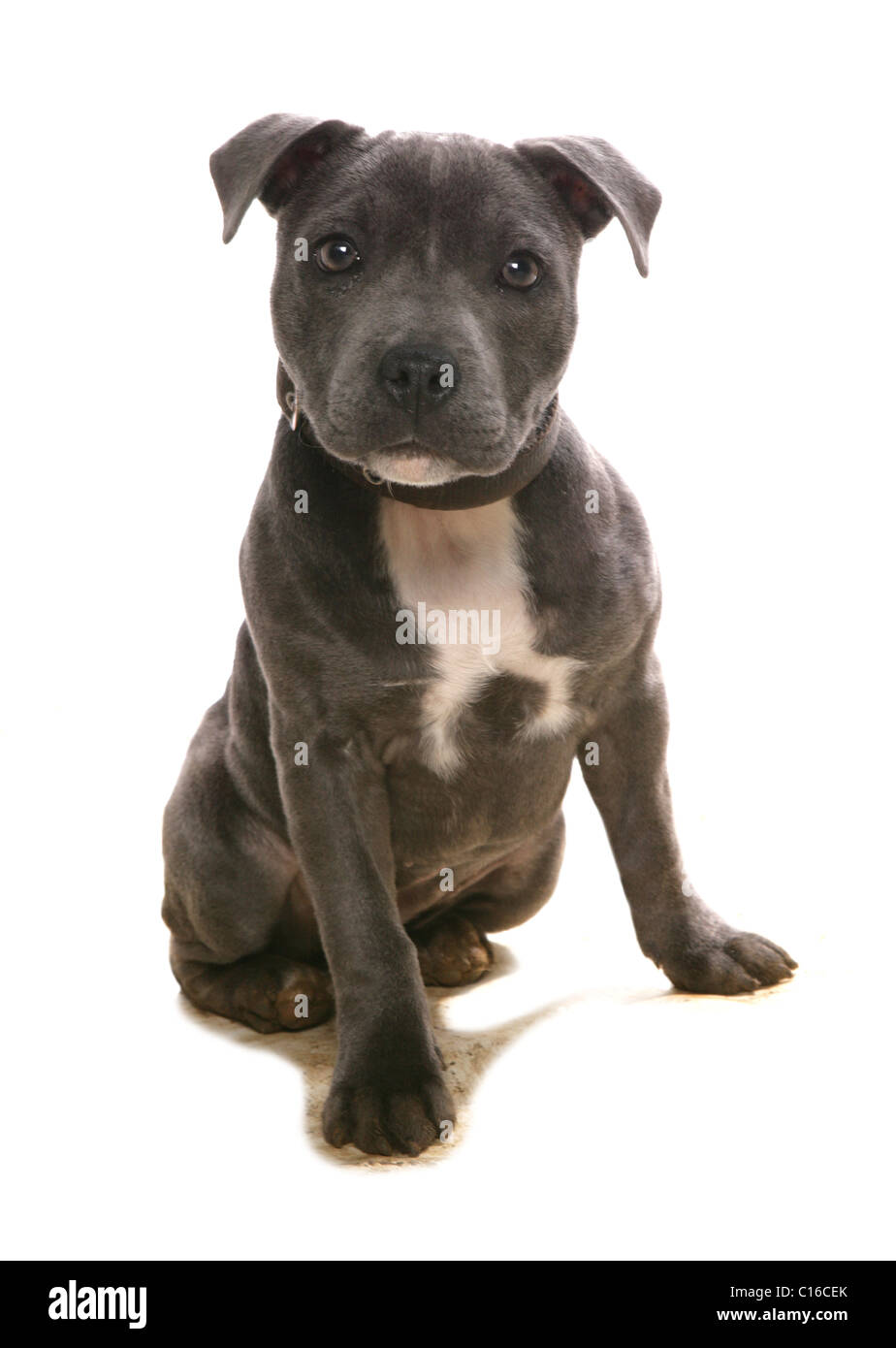 is the staffordshire bull terrier a descendant of the bulldog