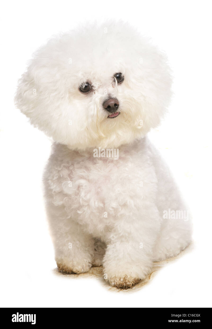 Bichon Frise Single adult sitting in studio UK Stock Photo