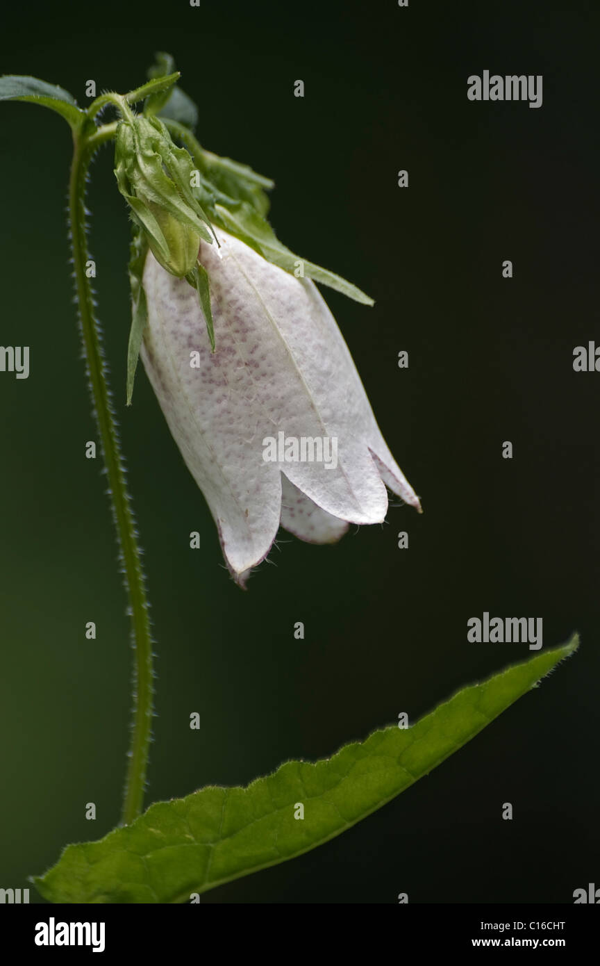 Spotted Bellflower (Campanula punctata) Stock Photo