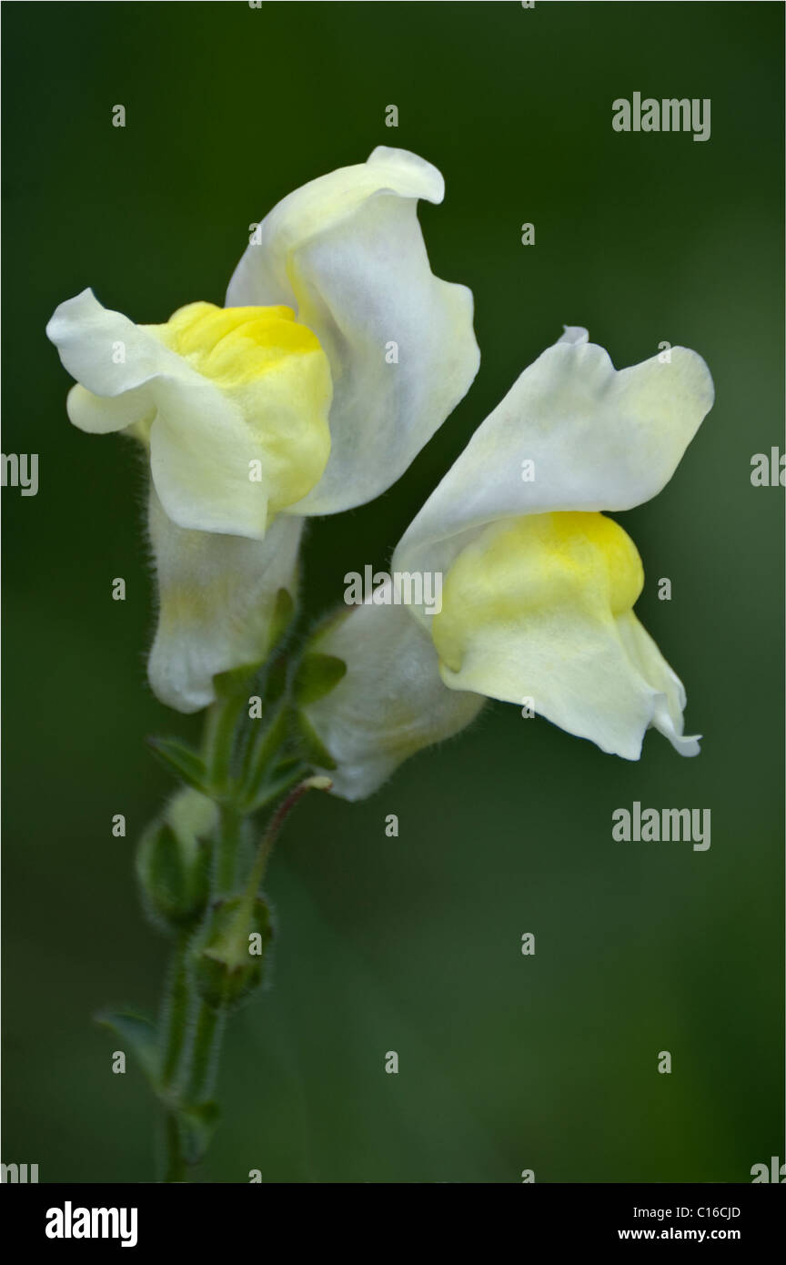 Garden Snapdragon (Antirrhinum majus) Stock Photo