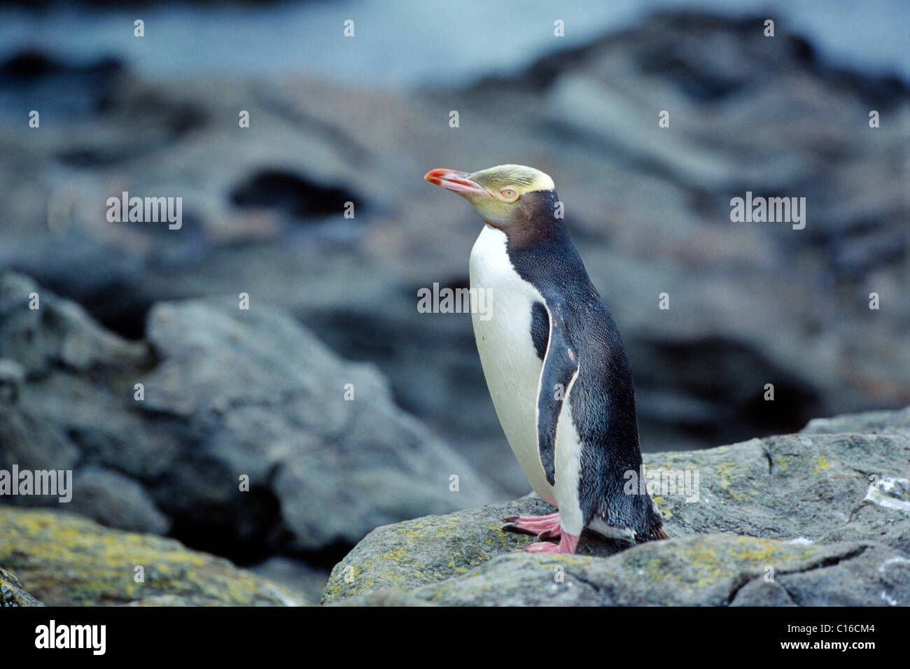 Yellow-eyed or HoiHo Penguin (Megadyptes antipodes), South Island, New Zealand Stock Photo