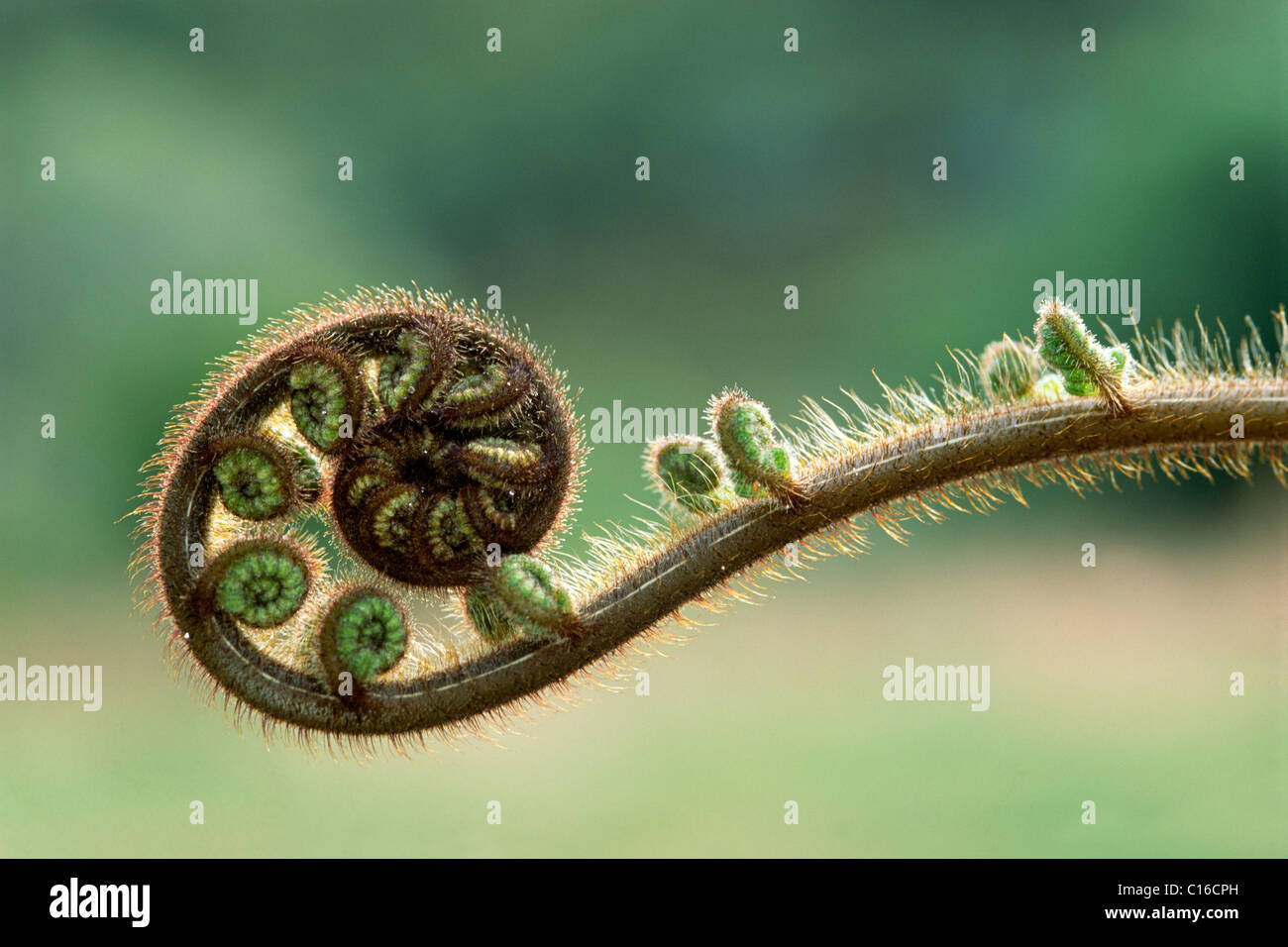 Young fern, South Island, New Zealand Stock Photo