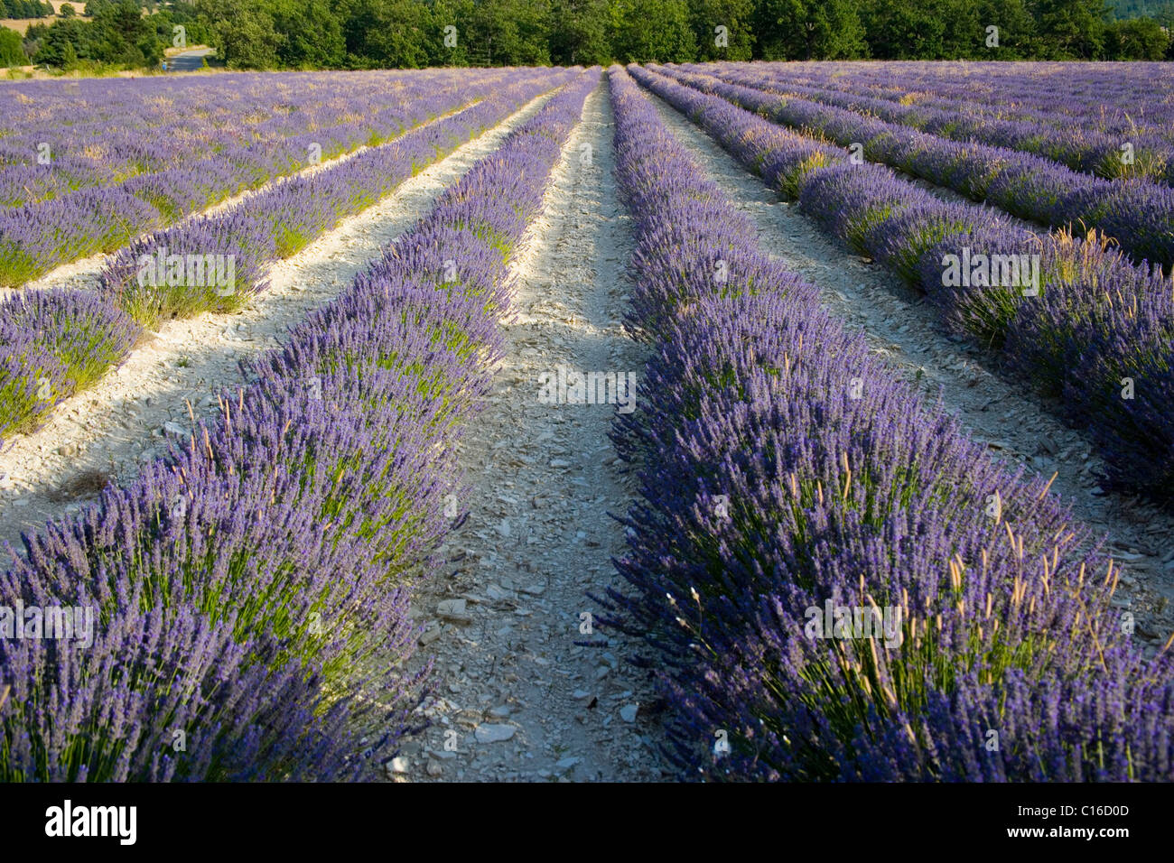 Lavender (Lavandula), Sault, Vaucluse, Provence, France, Europe Stock Photo