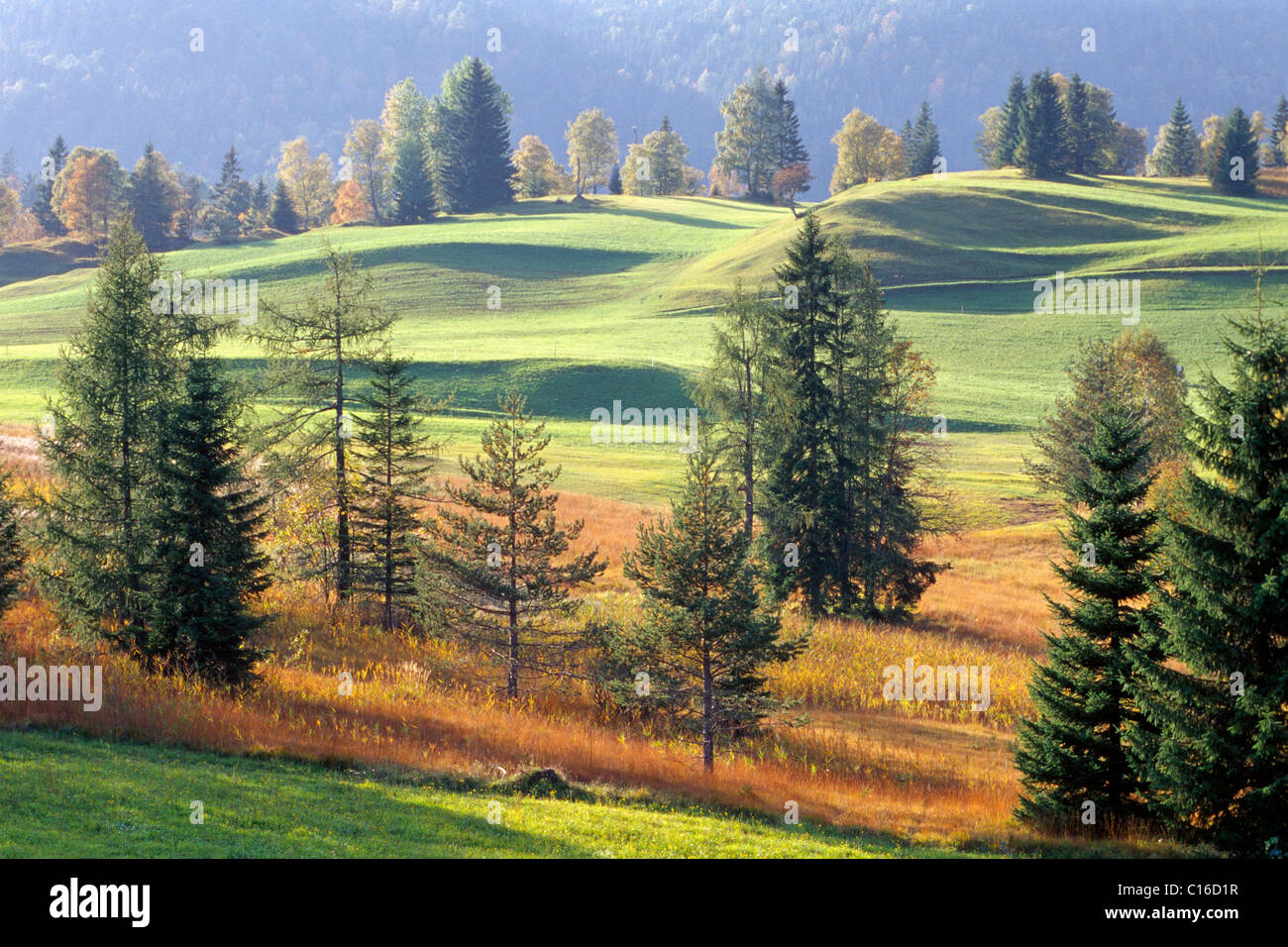 Cultural landscape, Steinberg, North Tirol, Austria, Europe Stock Photo