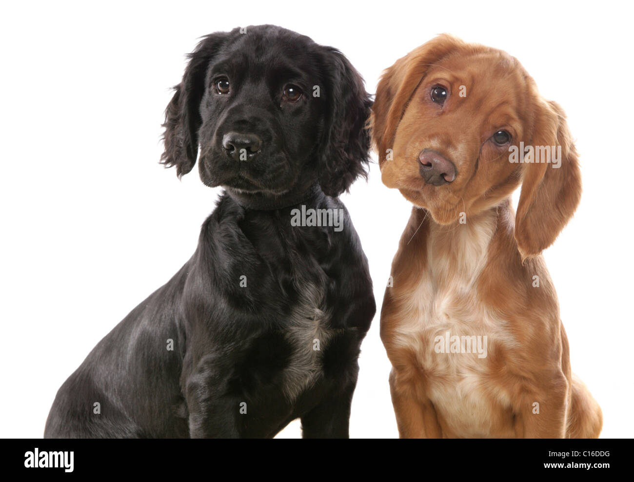 Cocker Spaniels Two puppies sitting in a studio UK Stock Photo