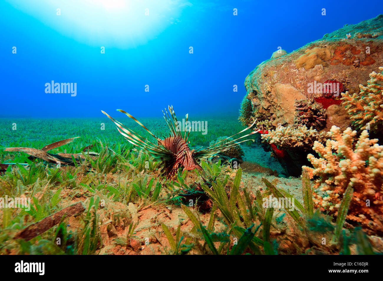 A common lionfish hunts just off the bottom in the shallows above the sea grass with the sun in the background Stock Photo