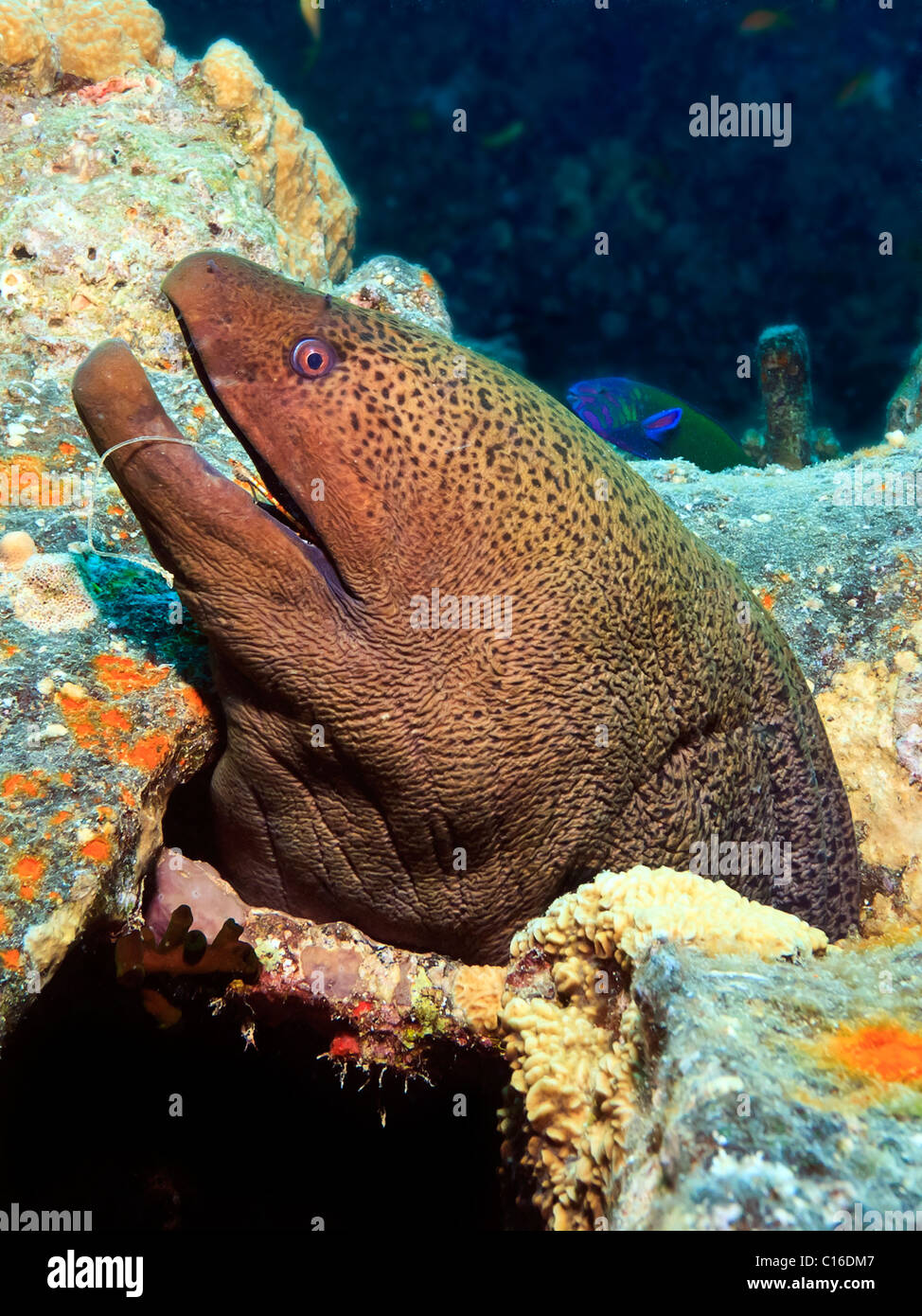 A Giant Moray Eel with a fish hook in its mouth sticks its head out through  some metal wreckage on the SS Thistlegorm shipwreck Stock Photo - Alamy