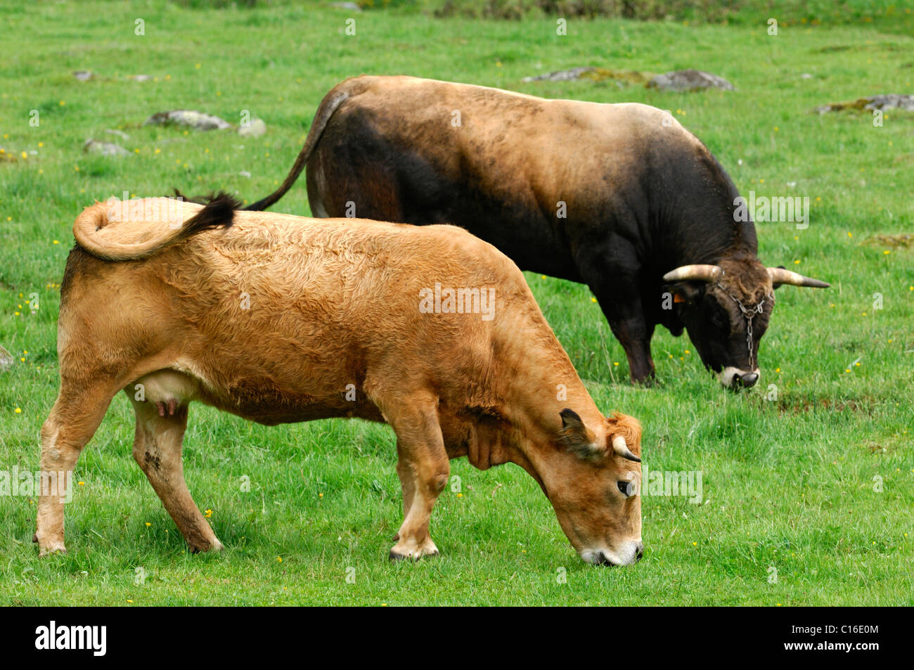 Aubrac Cattle High Resolution Stock Photography and Images Alamy