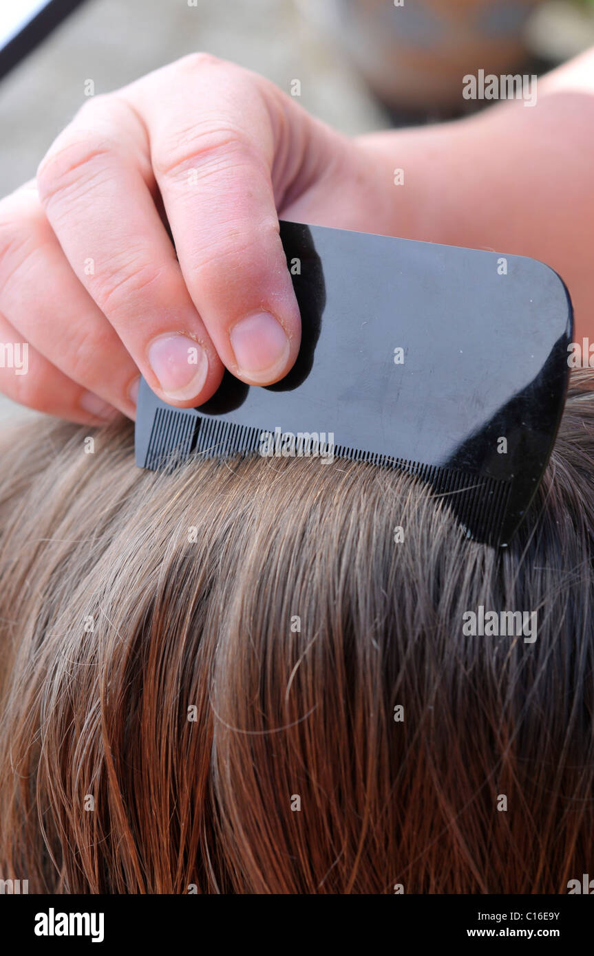 Hair being combed with a small-tooth comb in search of head lice and nits Stock Photo