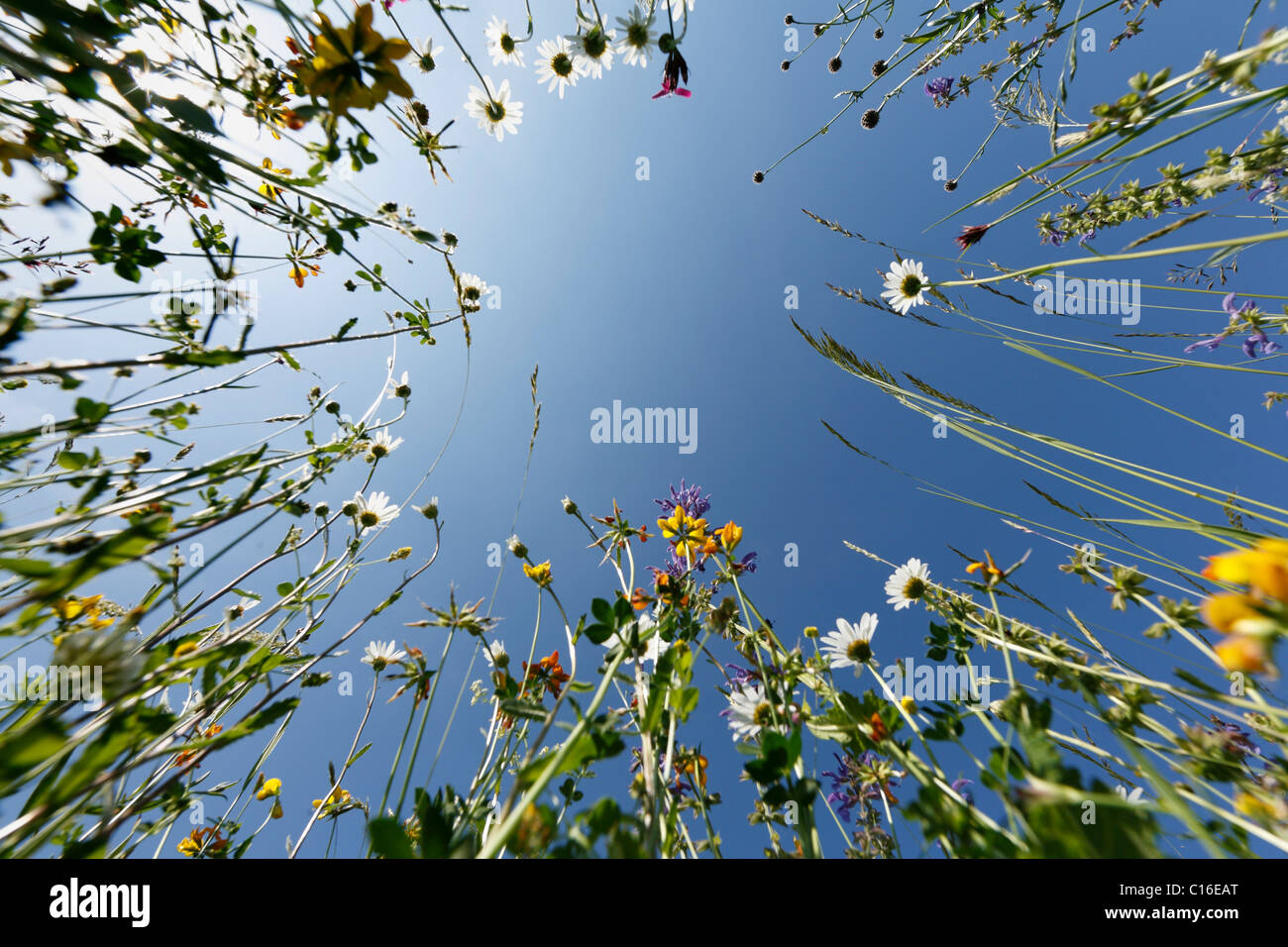 Flower meadow, worm´s eye view, Bavaria, Germany, Europe Stock Photo