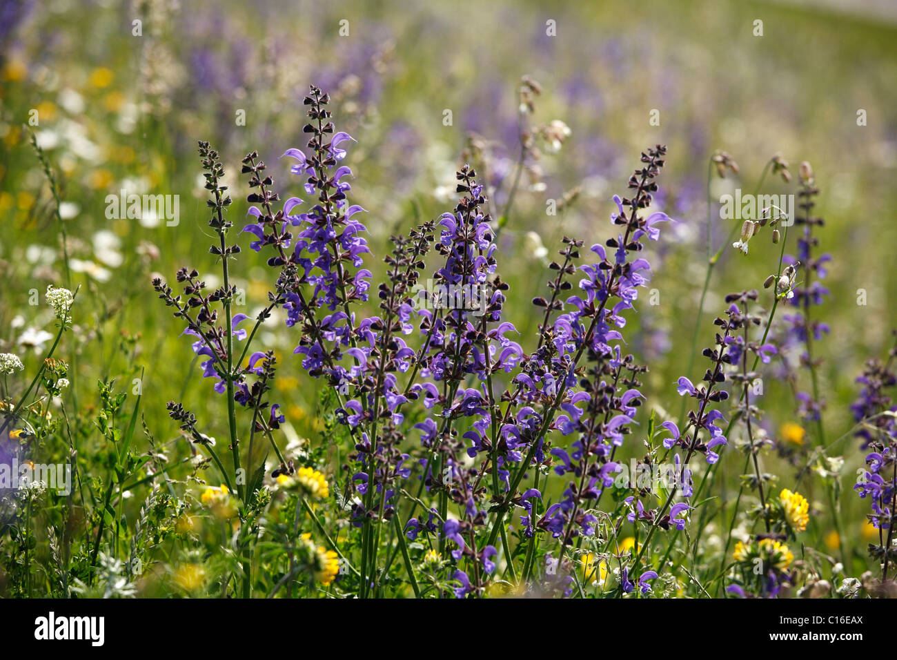 Meadow sage salvia pratensis hi-res stock photography and images - Alamy