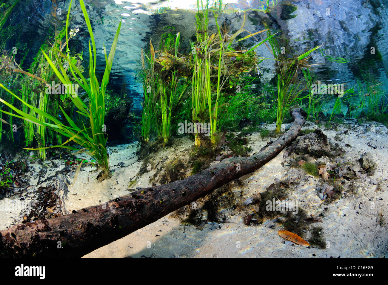 Ichetucknee River, Ichetucknee State Park, Florida, United States Stock