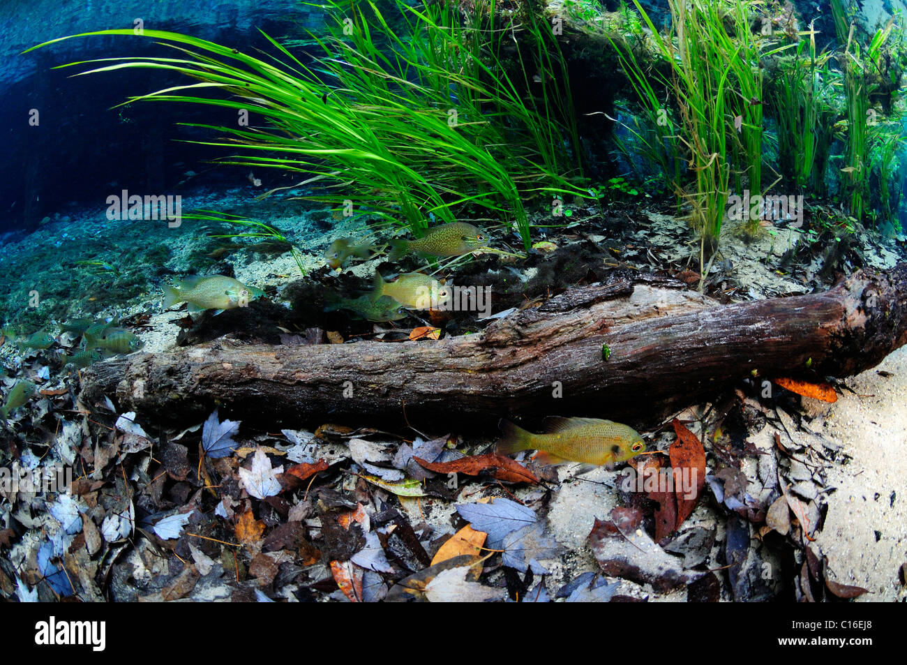 Ichetucknee River, Ichetucknee State Park, Florida, United States Stock