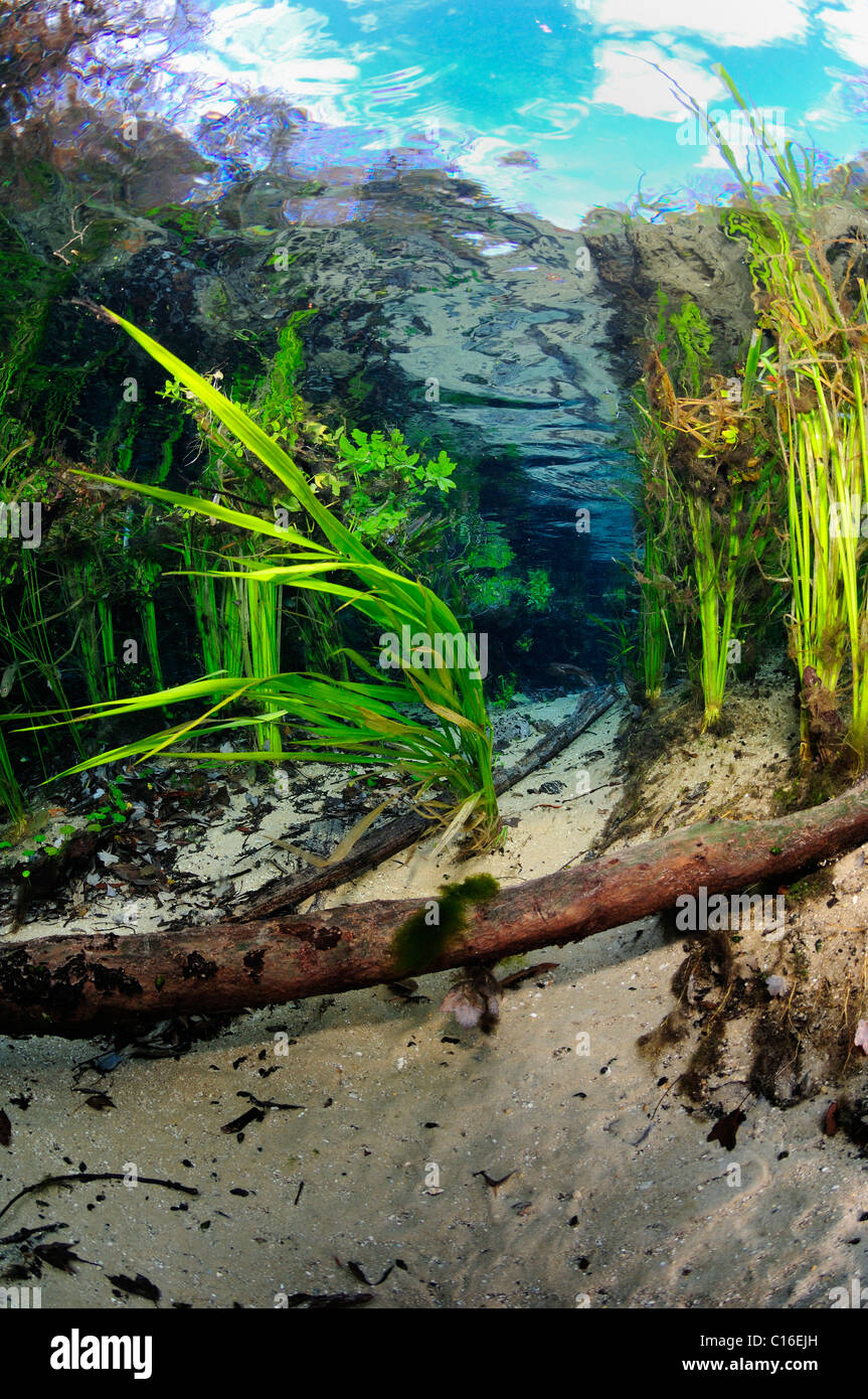 Ichetucknee River, Ichetucknee State Park, Florida, United States Stock Photo