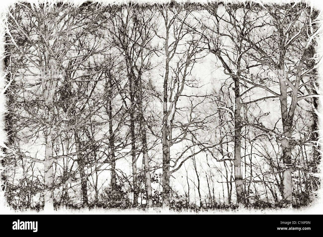 Antique Solarization Treatment of Fresh Snow and Tree Line in Bullett County, Kentucky Stock Photo