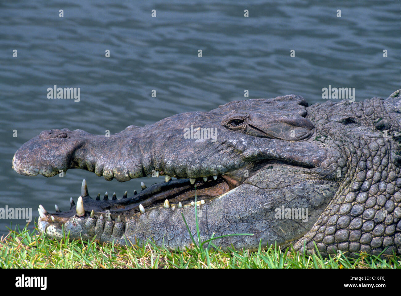 A rare American crocodile with its mouth open basks in the sun on a grassy shore of Florida Bay in Everglades National Park in southern Florida, USA. Stock Photo