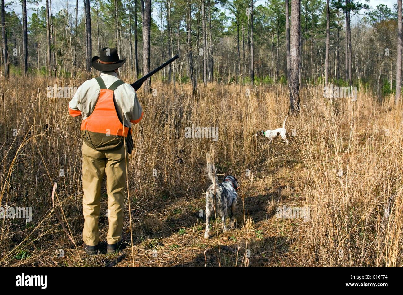 Upland Bird Hunter and Bird Dogs on Point during a Bobwhite Quail Hunt in the Piney Woods of Dougherty County, Georgia Stock Photo