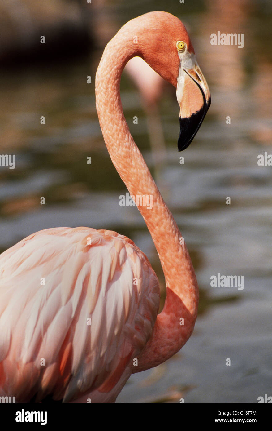 S-shaped necks and pink feathers easily identify the American flamingos at SeaWorld Orlando, a popular marine animal theme park in Florida, USA. Stock Photo