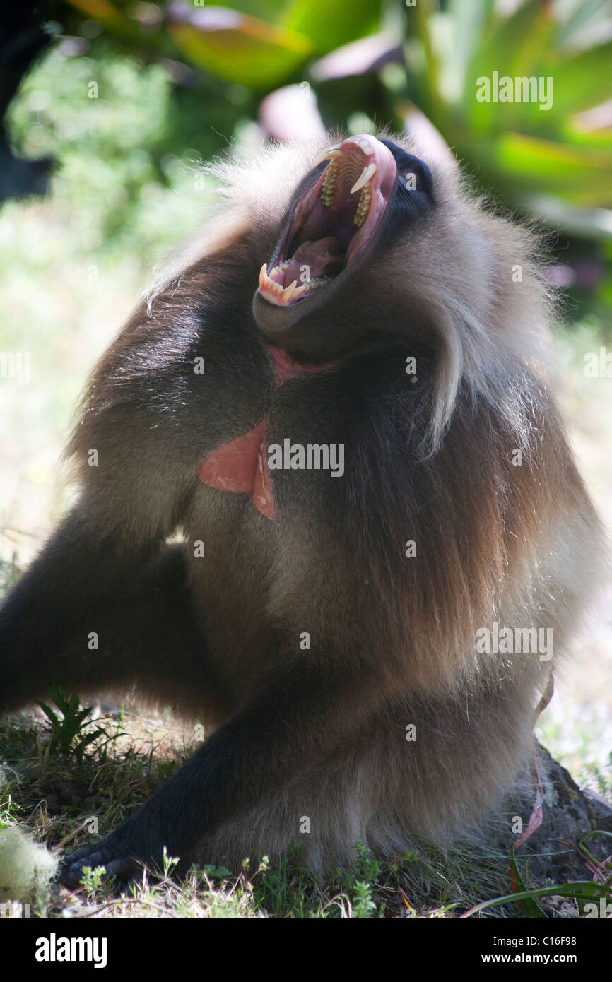 Gelada baboon in the Simien Mountains Stock Photo
