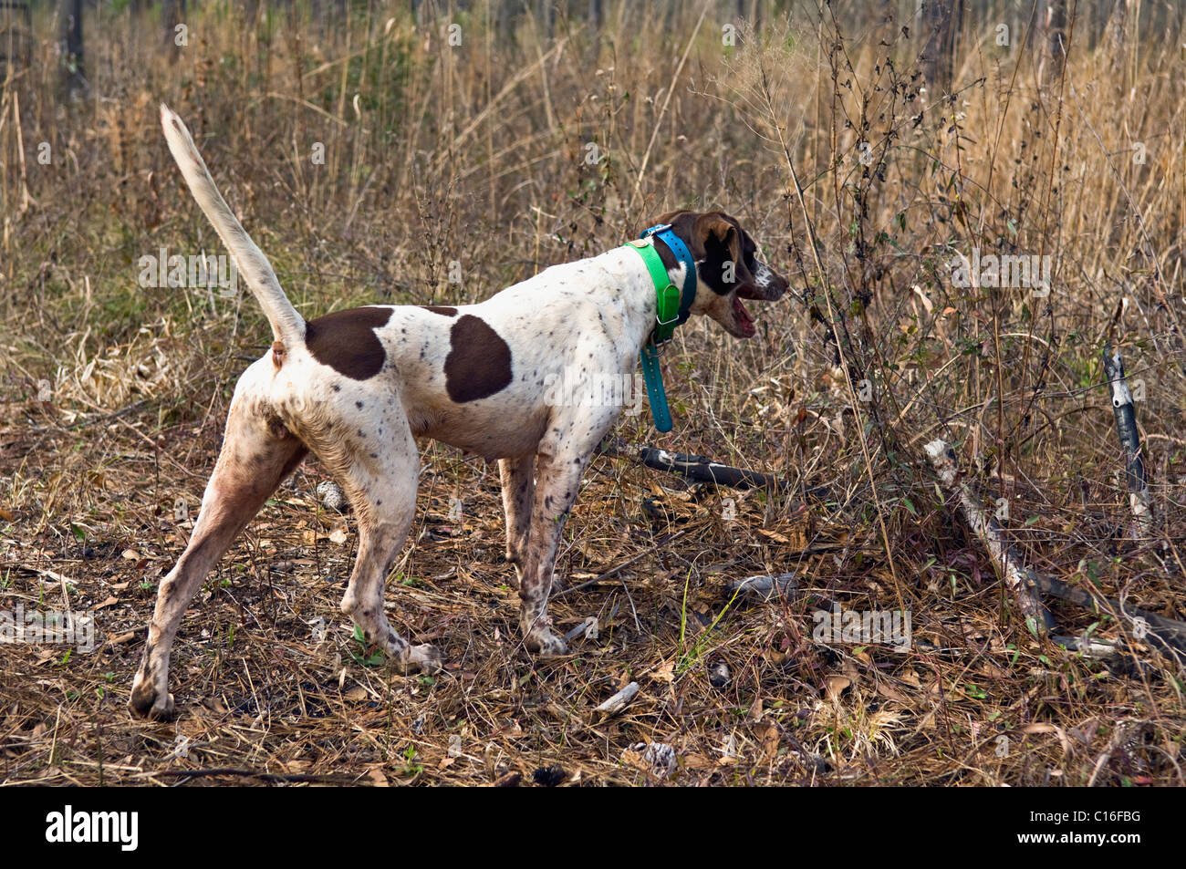 English Pointer Locked Down on Point during a Bobwhite Quail Hunt in