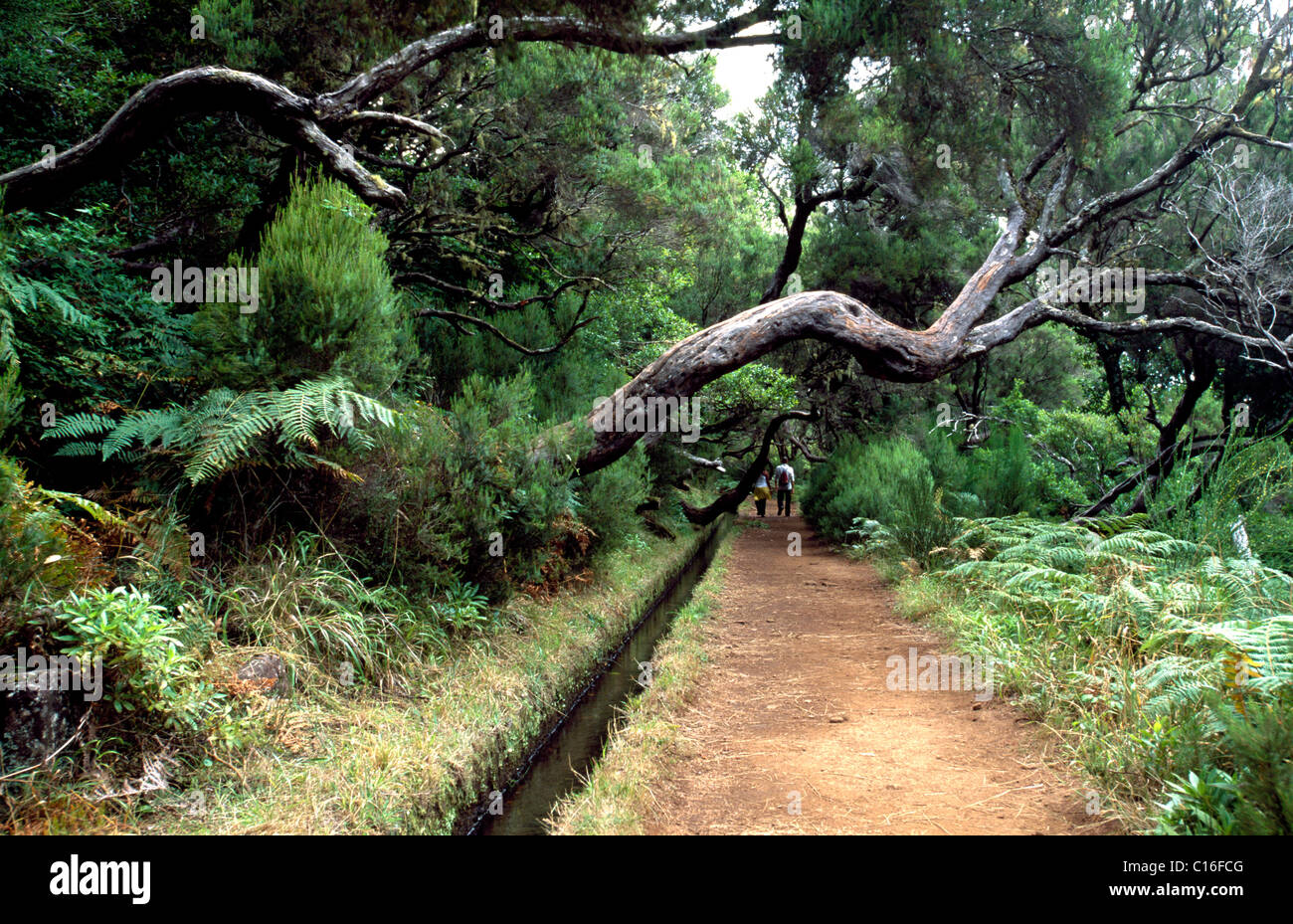Levada hiking trail, Rabacal, Madeira, Portugal, Europe Stock Photo - Alamy