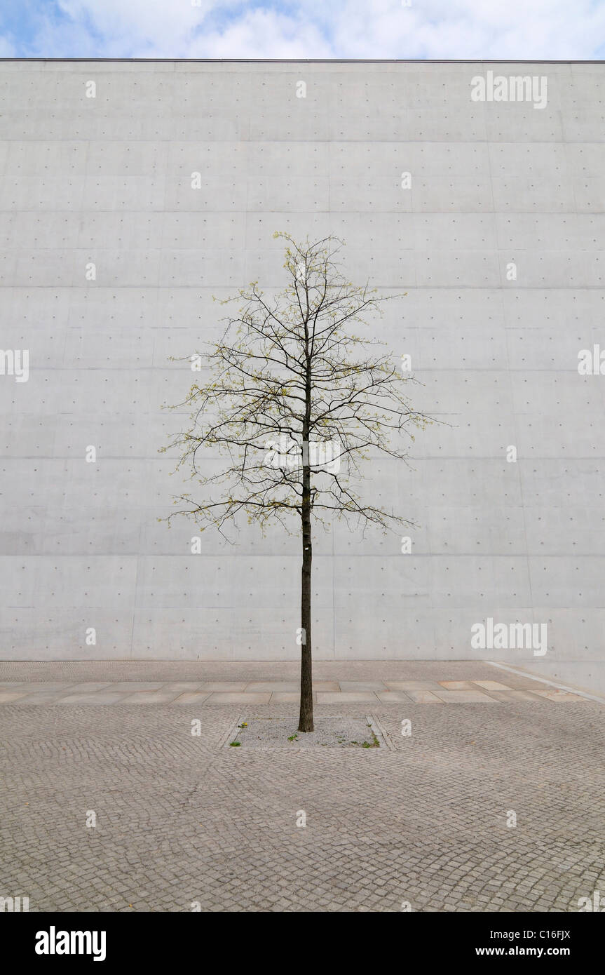 Isolated tree in Friedrich Ebert Square, Berlin, Germany, Europe Stock Photo