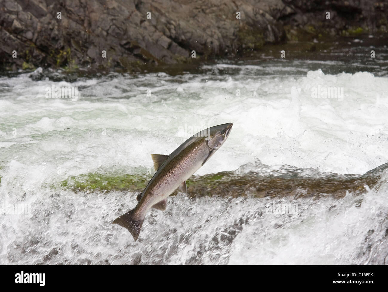 A Salmon Jumping up and over a waterfall on the Marble River North Vancouver Island Canada Stock Photo