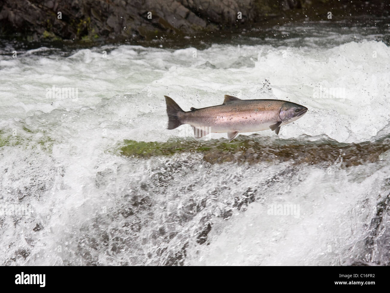 A Salmon Jumping up and over a waterfall on the Marble River North