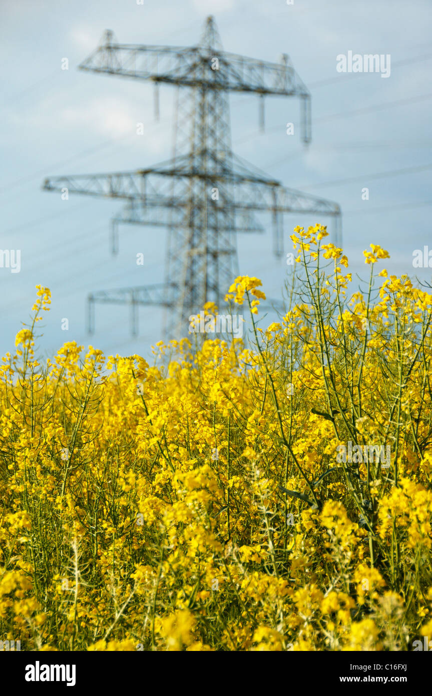 Rape field in front of electricity pylons, Burgenland, Austria, Europe Stock Photo