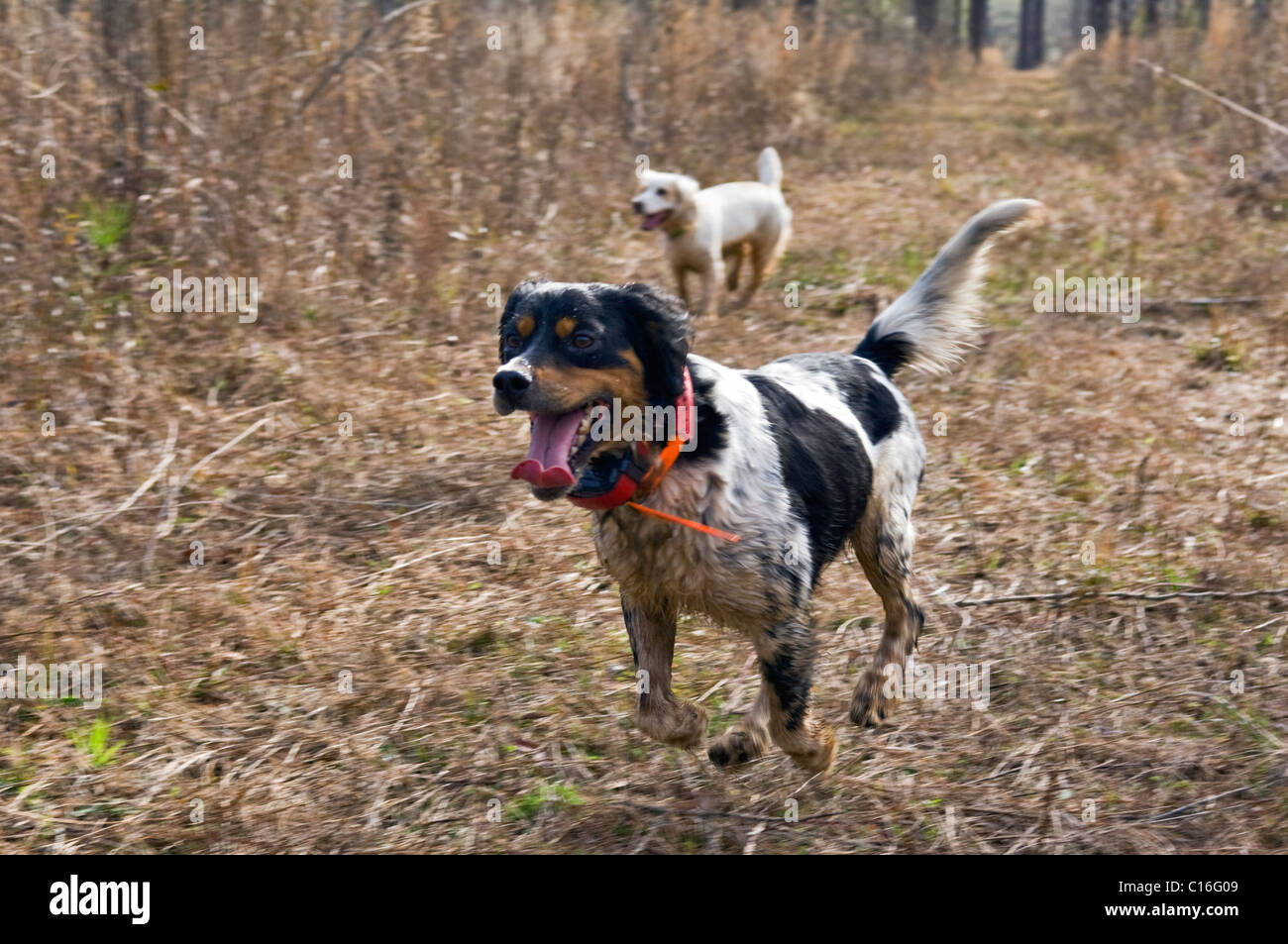 English Setter and English Cocker Spaniel Hunting during a Bobwhite Quail Hunt in the Piney Woods of Dougherty County, Georgia Stock Photo