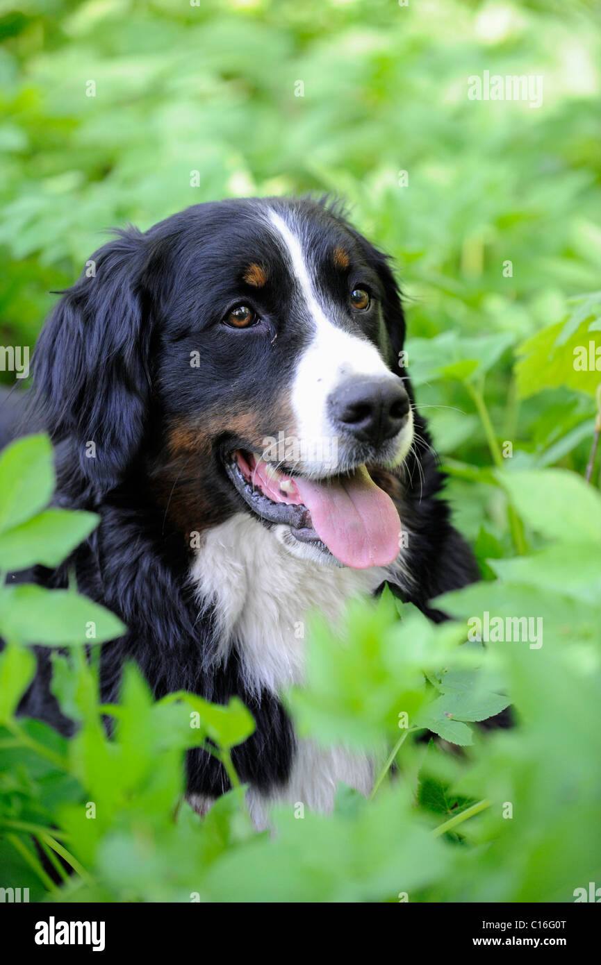 Bernese cattle dog berner hires stock photography and images Alamy