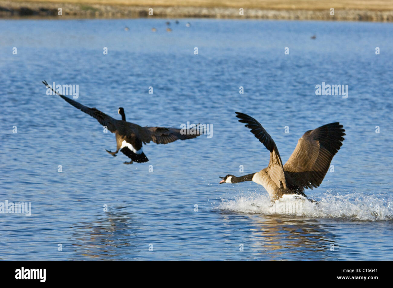 Aggressive Canada Goose Chasing Another Goose Away on Small Pond in Clark County, Indiana Stock Photo