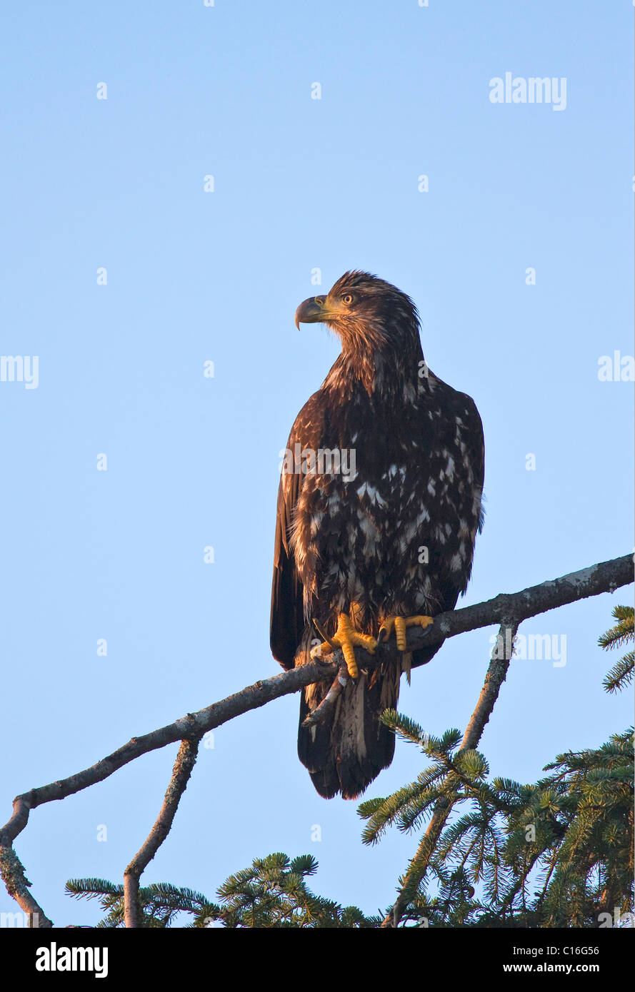 Juvenile Bald Eagle enjoying the morning sun sat on a branch looking out to sea in Port Hardy Vancouver Island Stock Photo