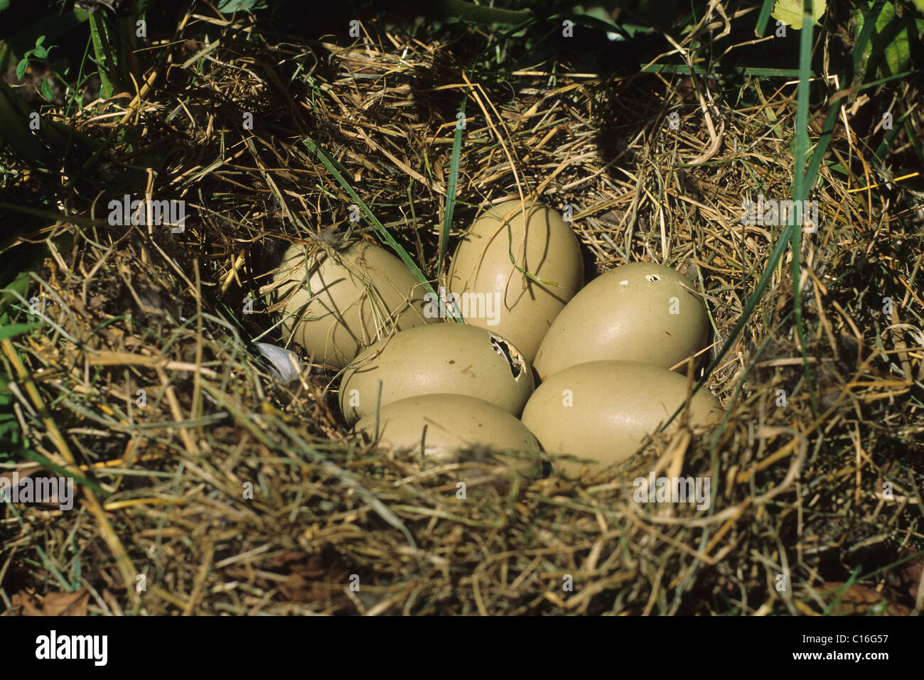Tufted Duck's (Aythya fuligula) nest, commencement of hatching Stock Photo
