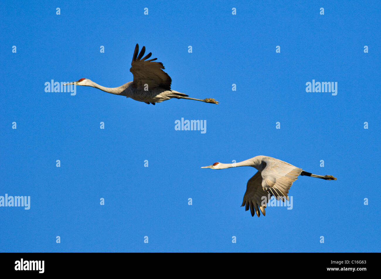 Pair of Sandhill Cranes in Flight in Jackson County, Indiana Stock Photo