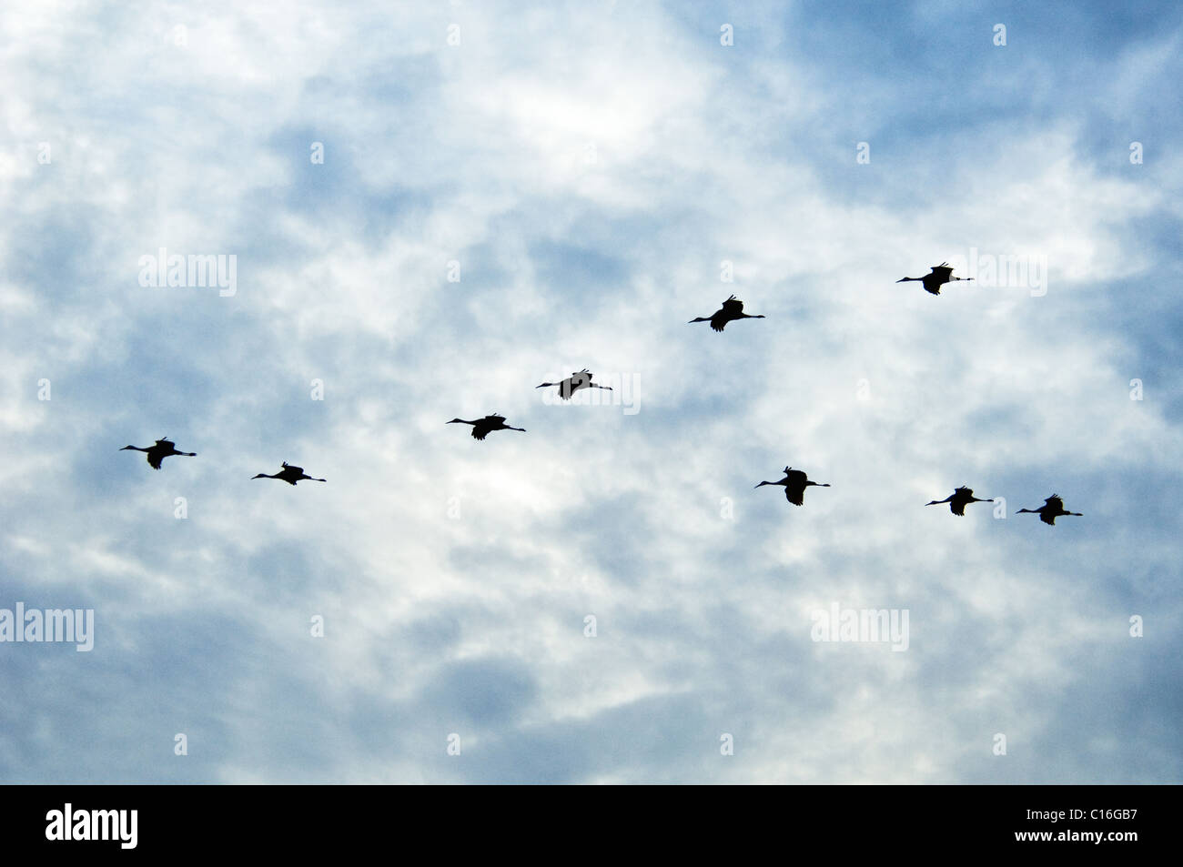 Nine Sandhill Cranes in Flight Silhouetted Against the Sky in Jackson County, Indiana Stock Photo
