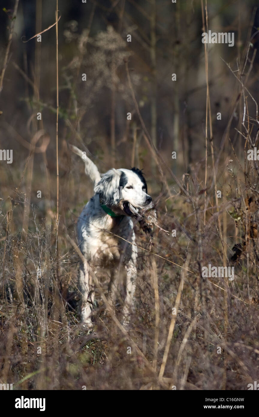 English Setter Locked Down on Point on Quail while Retrieving Bird