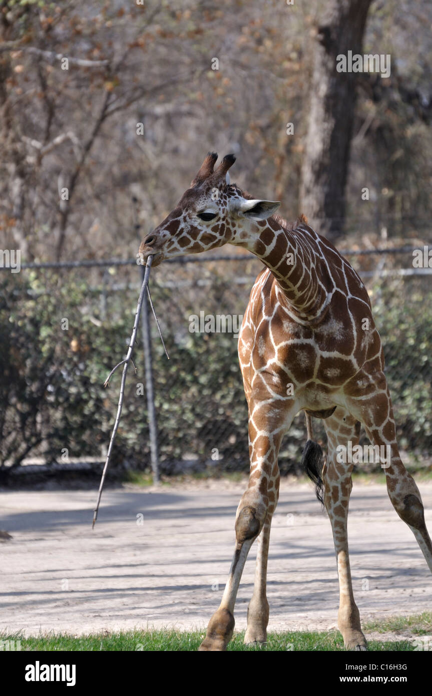 Giraffe in zoo playing with a stick Stock Photo Alamy