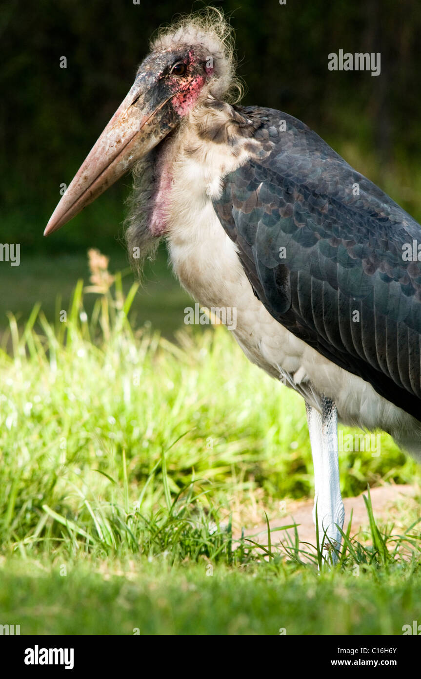 Marabu stork in Uhuru Park nairobi kenya Stock Photo