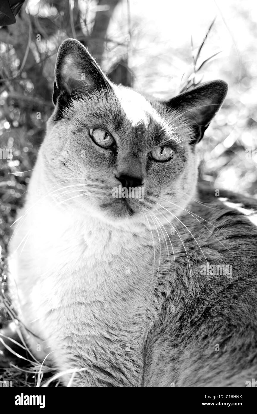 Siamese Blue Point cat Stock Photo