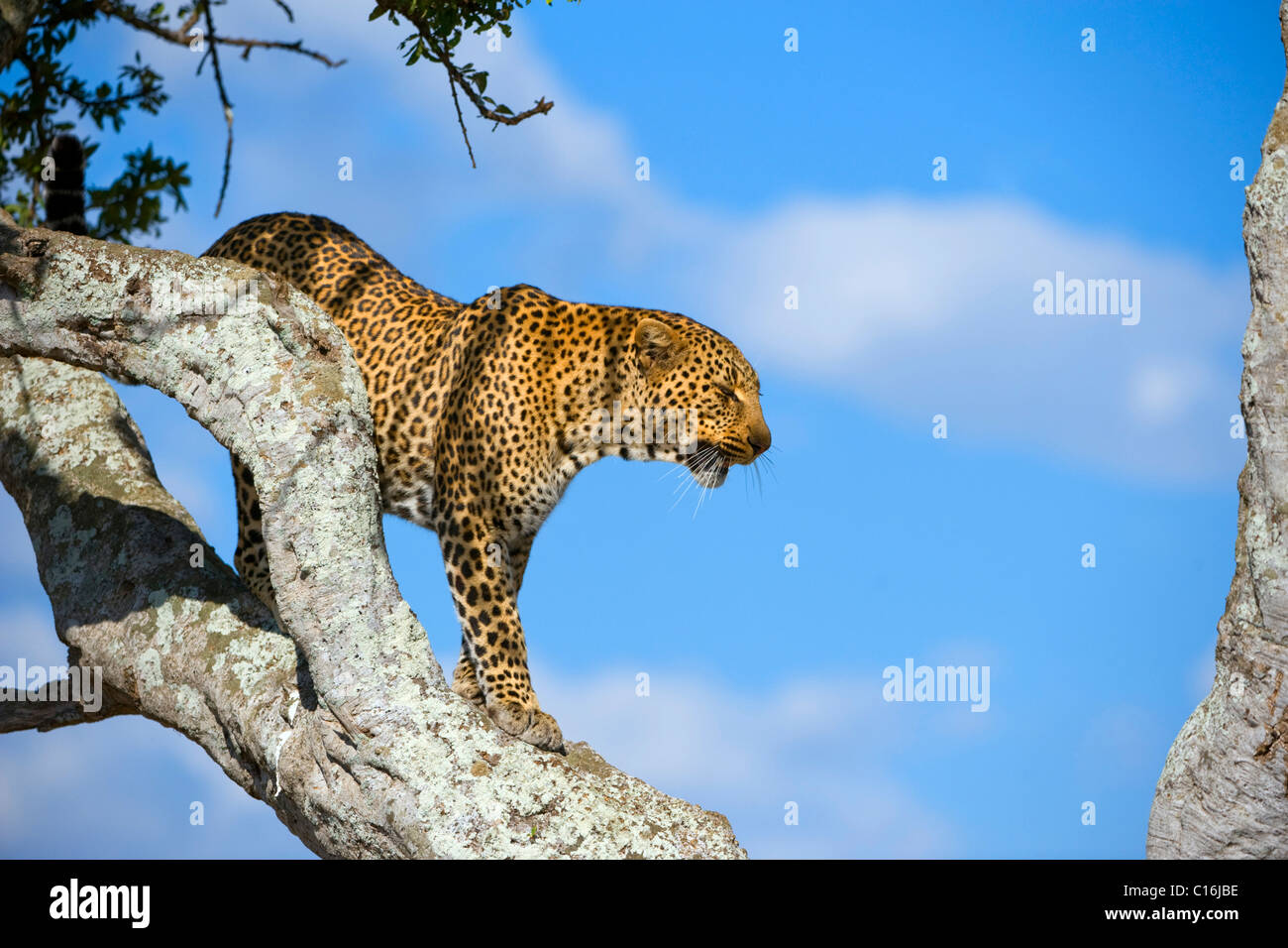 Leopard (Panthera pardus), Masai Mara Nature Reserve, Kenya, East Africa Stock Photo