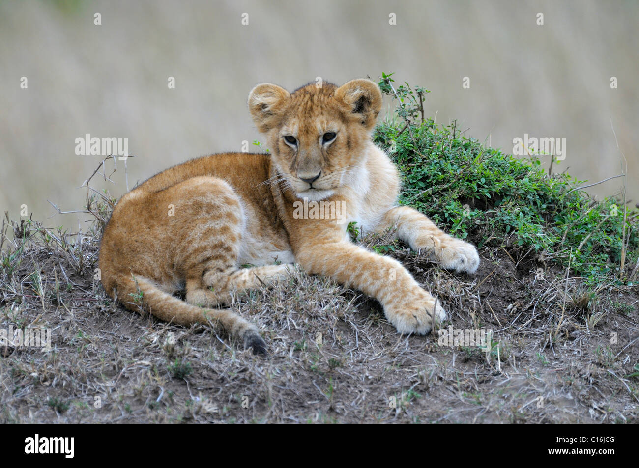 Lion cub (Panthera leo), Masai Mara Nature Reserve, Kenya, East Africa Stock Photo