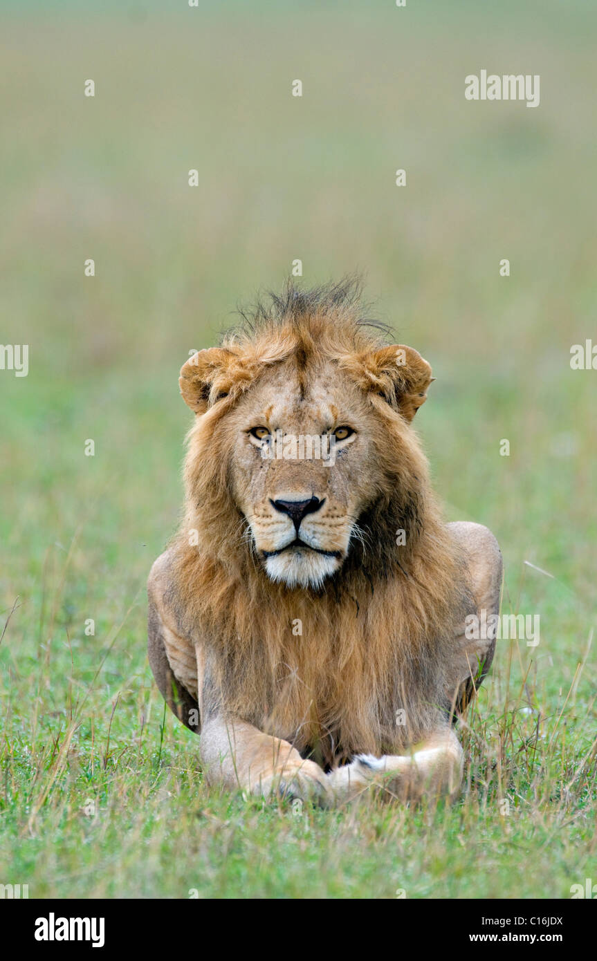 Lion (Panthera leo), Masai Mara Nature Reserve, Kenya, East Africa Stock Photo