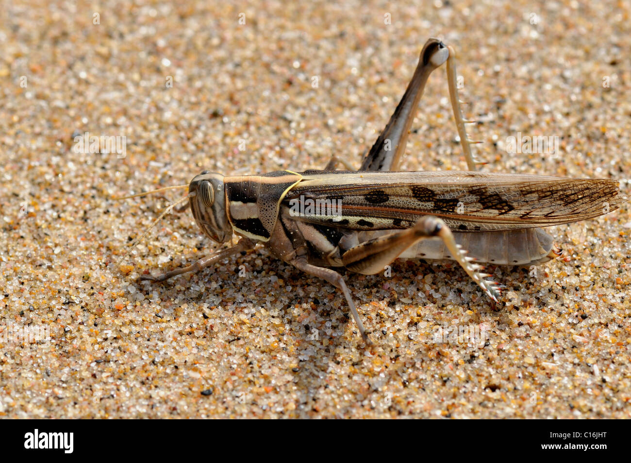 Desert locust (Schistocerca gregaria) Stock Photo