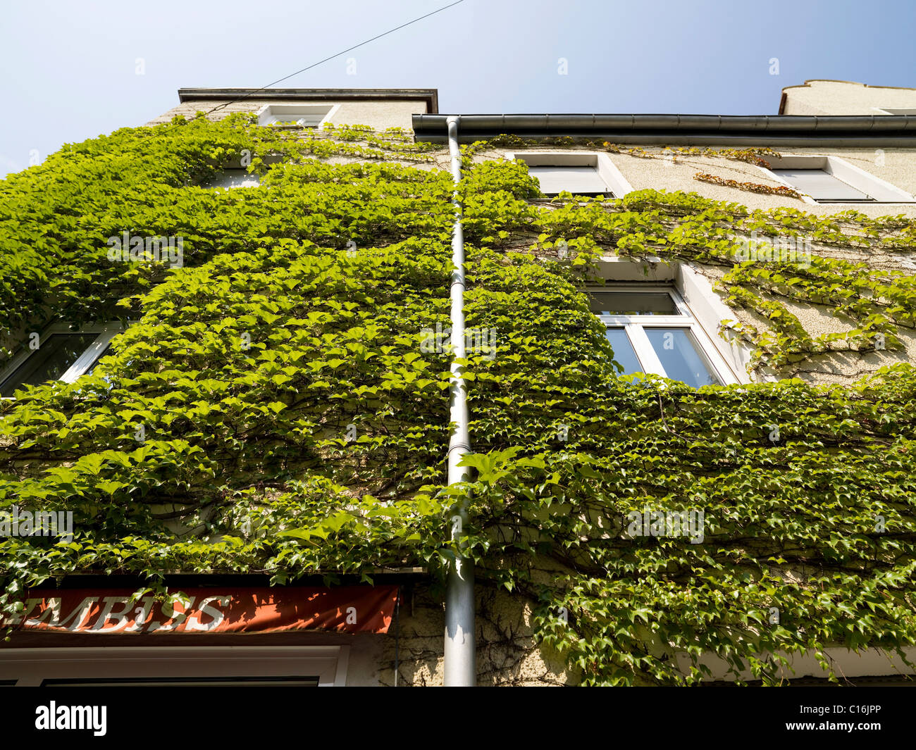 Wild vine covering a house wall Stock Photo Alamy