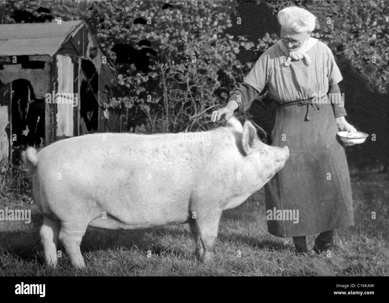 Historic photograph, woman stroking a large pig Stock Photo