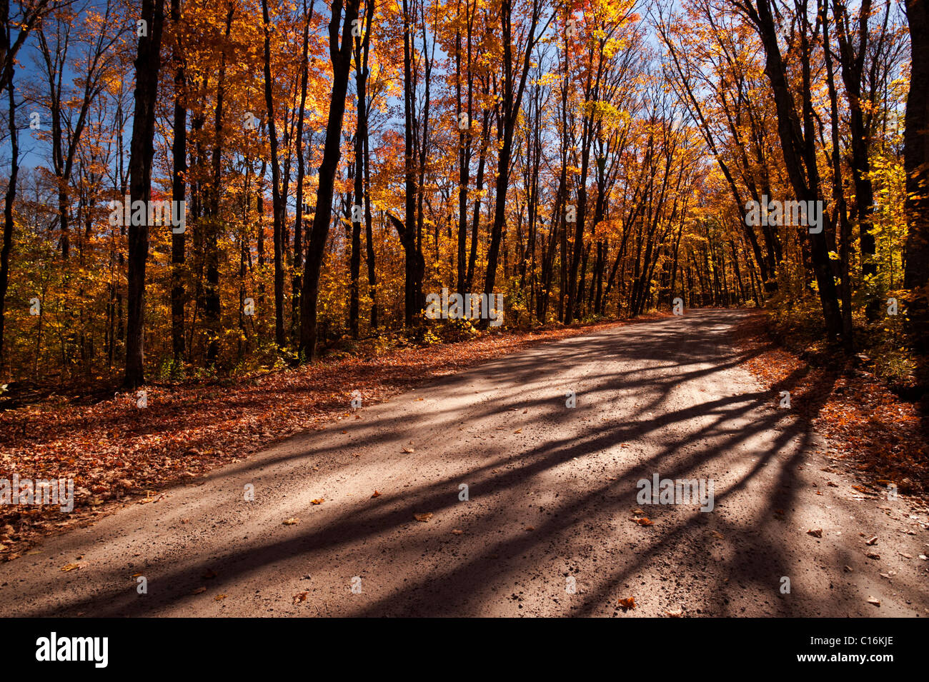 Autumn (fall) leaves colour the trees and the roadsides on a gravel road leading through Algonquin Provincial Park. Stock Photo