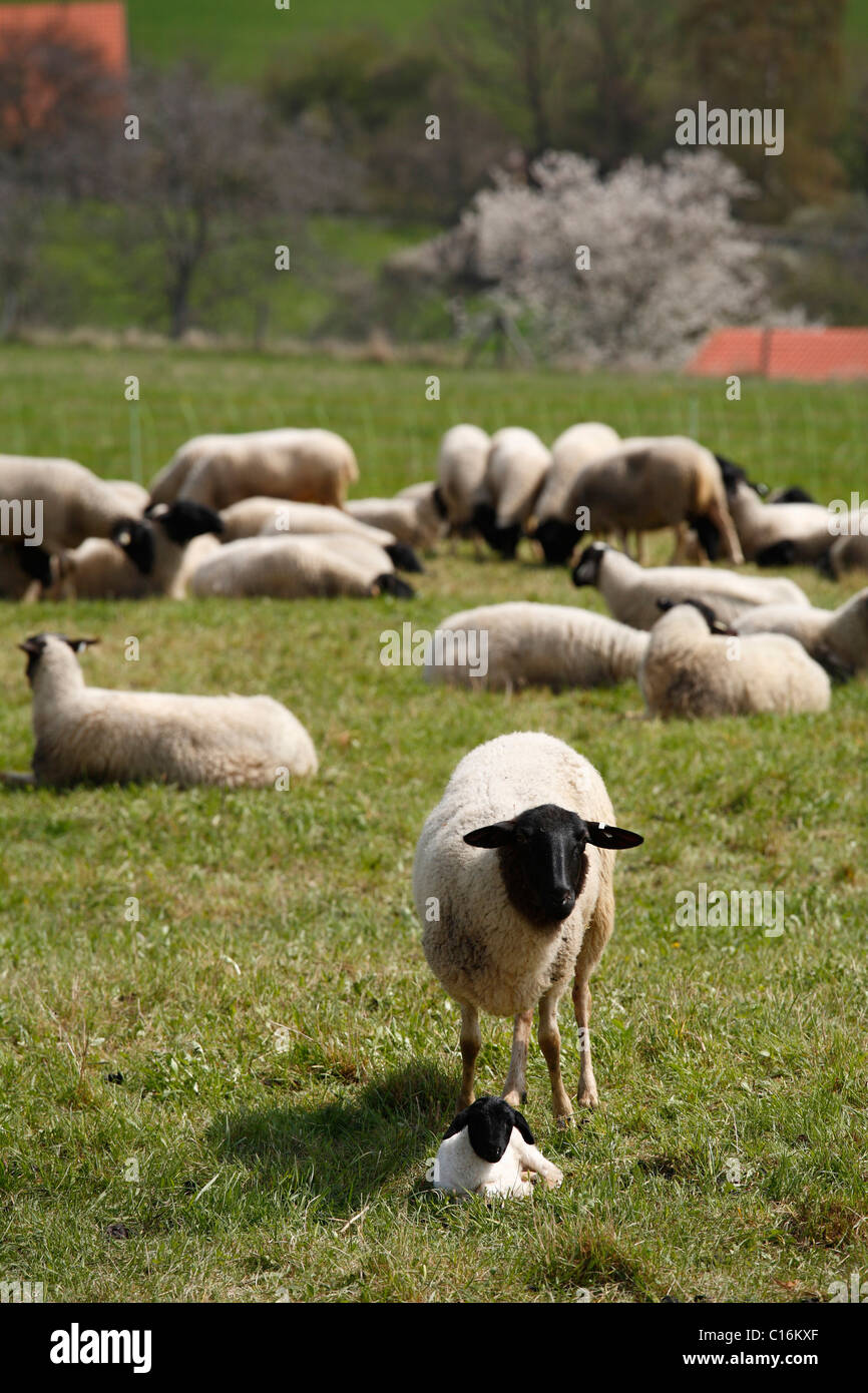 Mother sheep with lamb, black headed Rhoensheep (Ovis ammon f. aries), Lange Rhoen, Lower Franconia, Bavaria, Germany, Europe Stock Photo