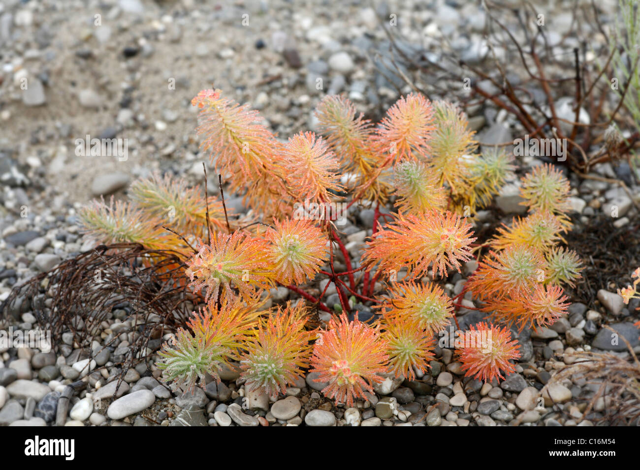 Cypress Spurge (Euphorbia cyparissias), gravel bank, Isar wetlands, Bavaria, Germany, Europe Stock Photo