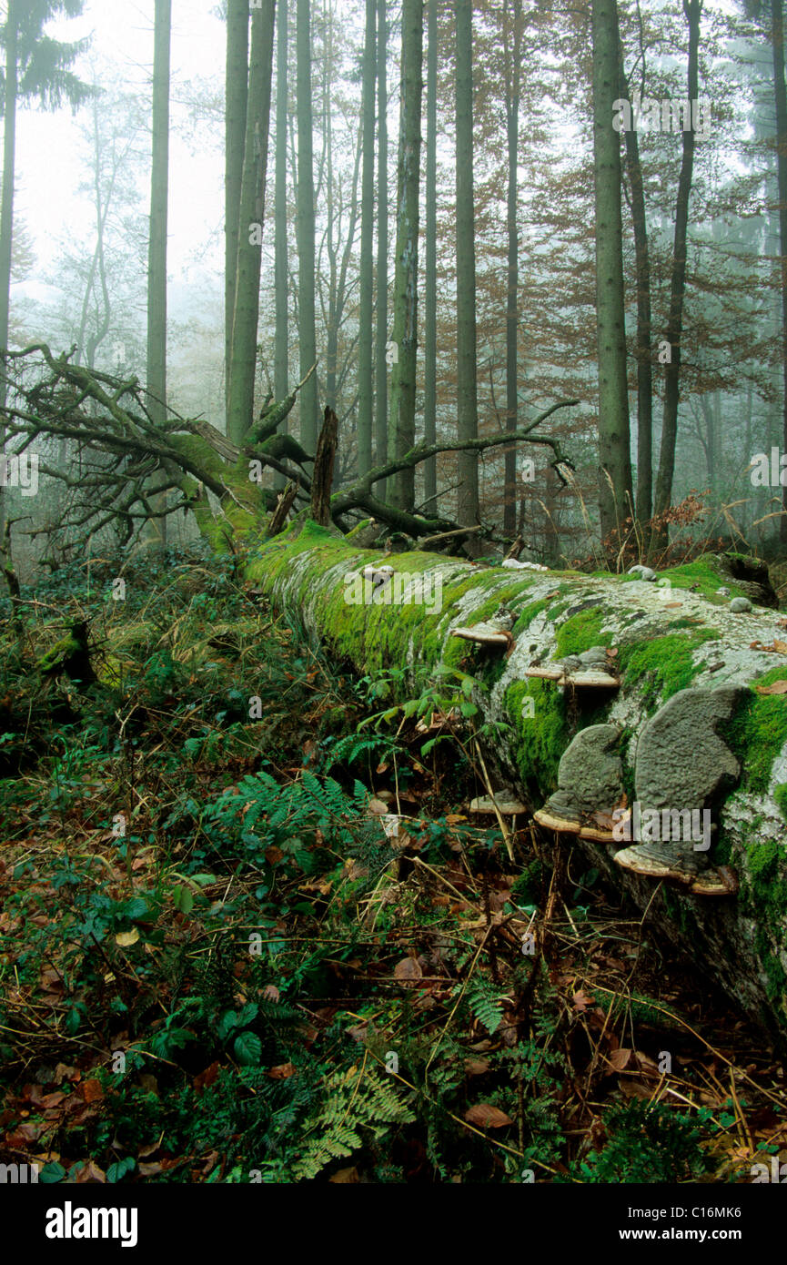 Deadwood Beech (Fagus sylvatica) overgrown with moss and fungus Stock Photo